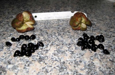 Samen Cologne Girl x Moolit Masquerade_1749.jpg