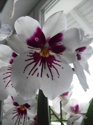 CIMG1023 (1500x2000).jpg