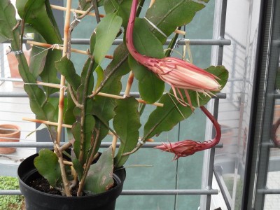 Knospen.JPG