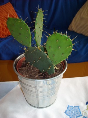 Opuntia.JPG