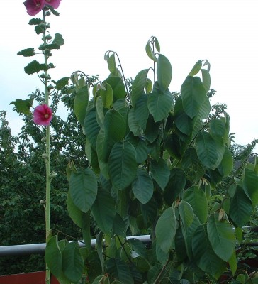 DSCF0143.JPG