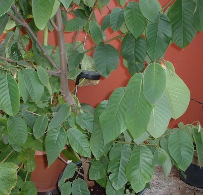 DSCF0142.JPG
