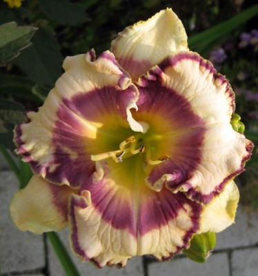 Bluegrass Music_1348.jpg