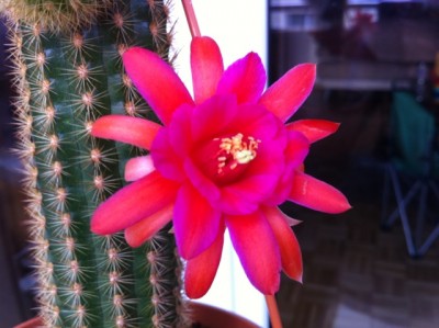 HWH Hauggs Amethyst..jpg