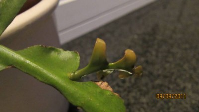 seleni. chryso.-2.jpg