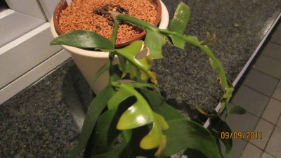 seleni. chryso. von nightmare.jpg