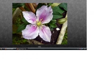 Clematis.jpg
