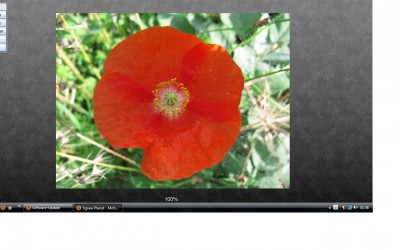 Mohn.jpg