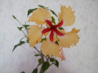 Sylvia Gooman (2).JPG