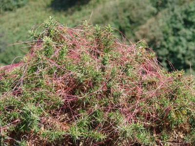 Ginster 800.jpg