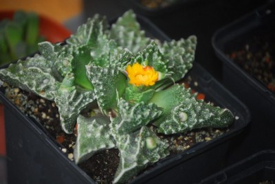 Faucaria001yy.jpg