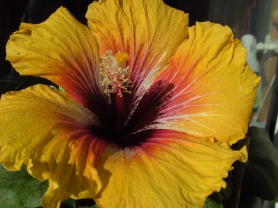 Chinatown 3. Blüte (1).JPG