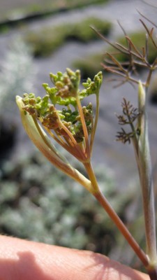 Fenchel_0057.jpg
