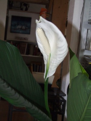 Dscf5091.jpg