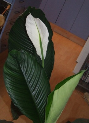 Dscf5089.jpg