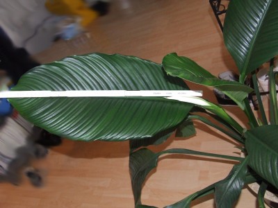 DSCF4966.jpg