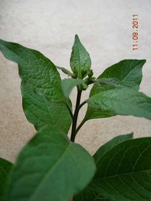 Blatt Ansicht.jpg