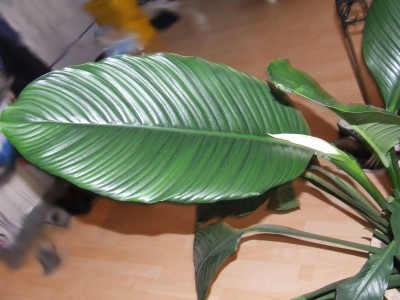 DSCF4965.jpg