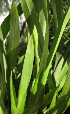 Blütentrieb Brassia_1768.jpg