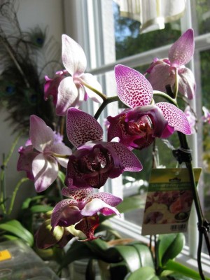 gepunktetes Pelörchen_1783.jpg