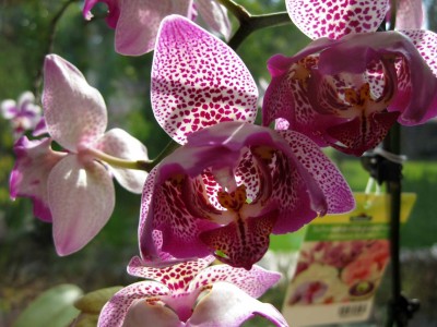 geflecktes Pelörchen_1782.jpg