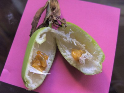 geöffnete Frucht violacea x caerulea 12.9.11 (3).JPG