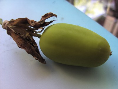 Frucht violacea x caerulea 12.9.11 (1).JPG