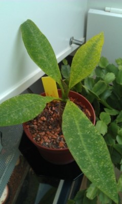 IMAG0701kl.jpg
