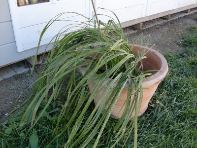 Cymbidium Hybride 1-14.jpg