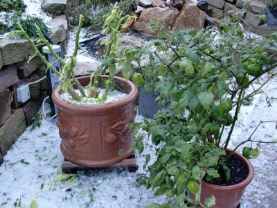 Engelstrompete &amp; Rocoto Rojo.jpg