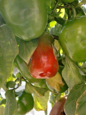 Capsicum pubescens 16.jpg
