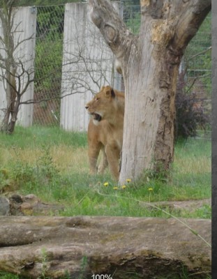 Löwe.jpg
