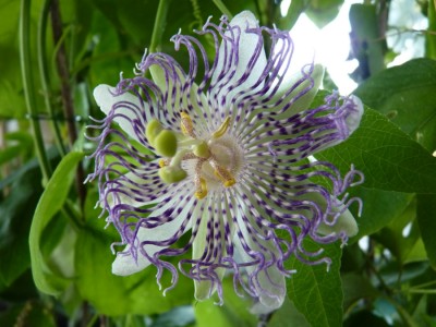 Passiflora Guglielmo Betto.jpg