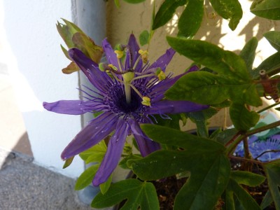 passiflora cary.jpg