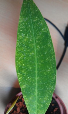 IMAG0705kl.jpg