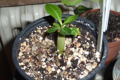 Wüsti Dark Love (3).JPG