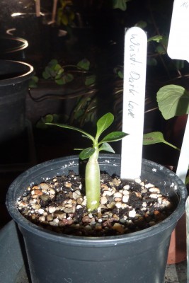 Wüsti Dark Love (2).JPG