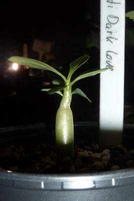 Wüsti Dark Love (1).JPG