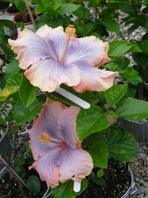 Tah. Rainbow Lady.JPG