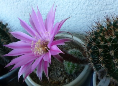 Echinopsis Blüte2.JPG