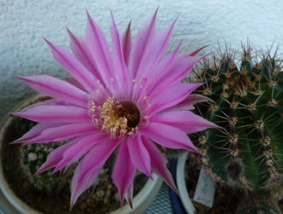 Echinopsis Blüte.JPG