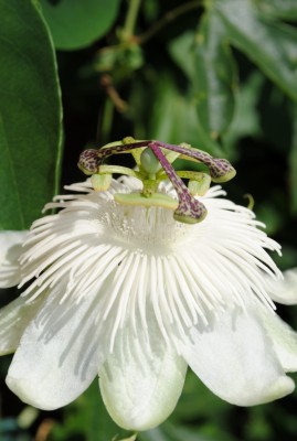 WhiteWedding.JPG