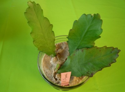 R. Crispata.JPG