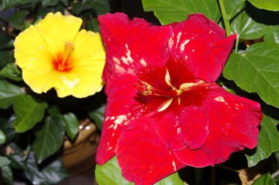 Hibiskus01.jpg