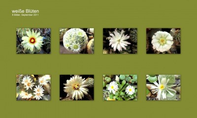 weiße Blüten..JPG