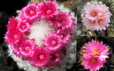 rosa Kaktusblüten.JPG