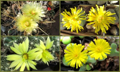 gelbe Blüten..JPG