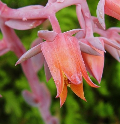 Echeveria ´Paul Bunyan´ (7).jpg