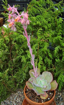 Echeveria ´Paul Bunyan´ (5).jpg