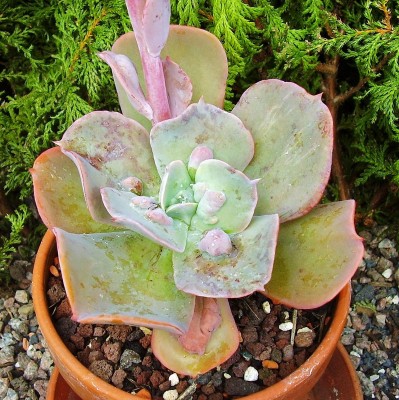 Echeveria ´Paul Bunyan´ (4).jpg